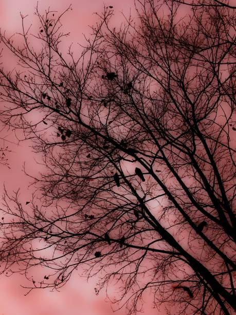 istock Blur sky cream brown, with tree and birds silhouettes photo 899674008