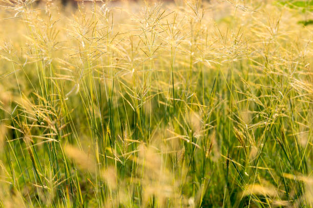 istock Grasses flowers field 899675060