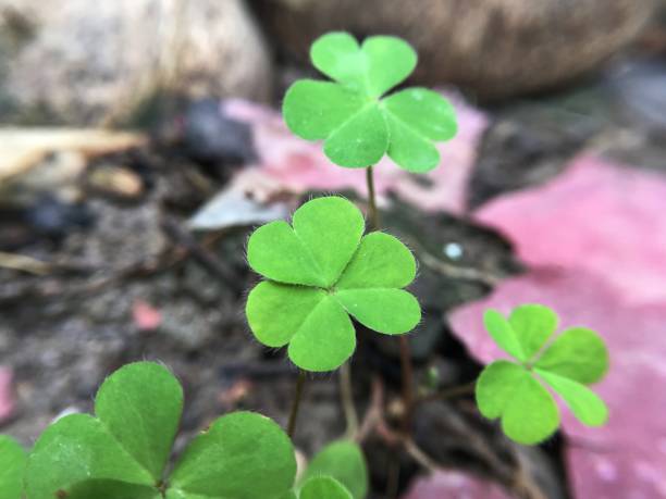 istock green clover leaves 899675116