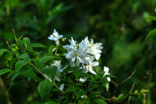 istock Philadelphus. Summer garden. 899678442