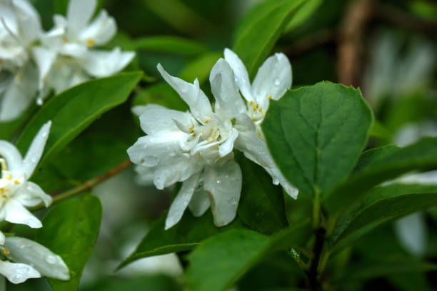istock Philadelphus. Summer garden. 899678496
