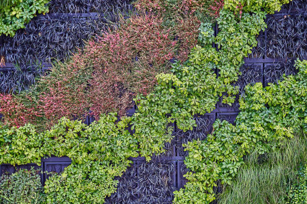 istock Plant wall with lush green and blue colors. Nice background texture. 899678778