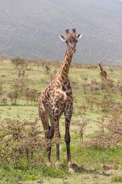 istock Giraffe in Amboseli national park, Kenya. 899679280