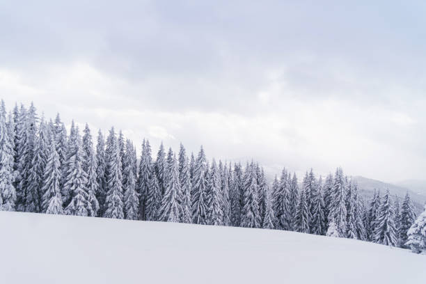 istock Stormy sky and snowy forest landscape in mountains. 899679890
