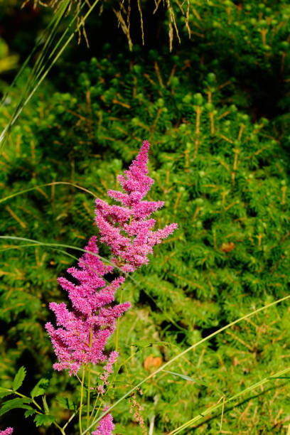 istock Astilba. Cultivated flower. 899681672