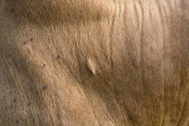 istock Brown cow skin 899682760
