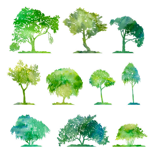 watercolor set of deciduous trees watercolor set of deciduous trees, hand drawn isolated natural elements linden new jersey stock illustrations