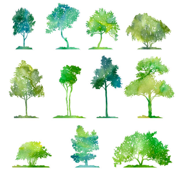 watercolor set of deciduous trees watercolor set of deciduous trees, hand drawn isolated natural elements linden new jersey stock illustrations