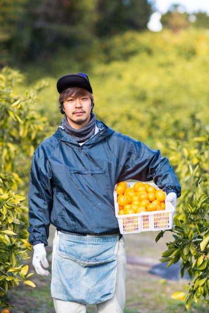 istock A small farm owner with freshly picked oranges at his citrus farm 899683270