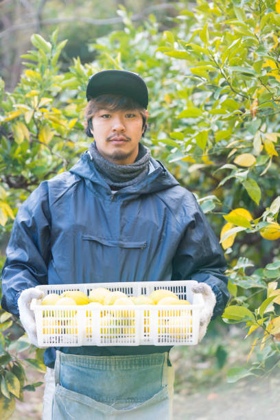 istock A farmer with freshly picked lemons at his citrus farm 899683284