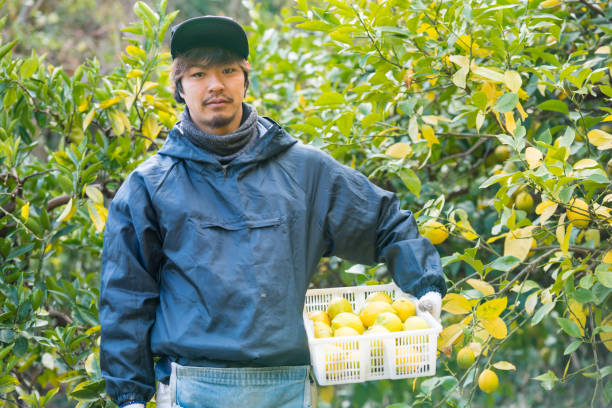 istock A farmer with freshly picked lemons at his citrus farm 899683286