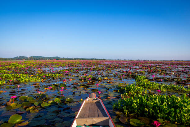 Lotus lake or Thale noi in Phatthalung Blooming pink lotus in Thale Noi, Phatthalung. phatthalung province stock pictures, royalty-free photos & images