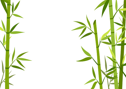 nature,bamboo,plant,forest,white,background,design