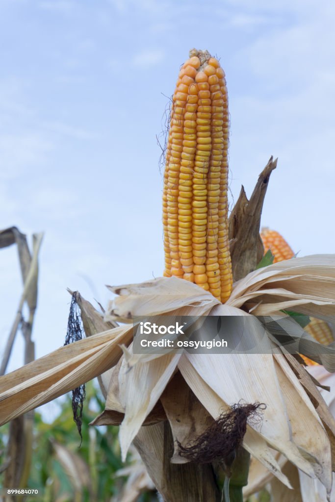 Corn Stocks Tree Corn Pods On Dried Plants Waiting For Harvest Corn Crops On Dried Corn ...