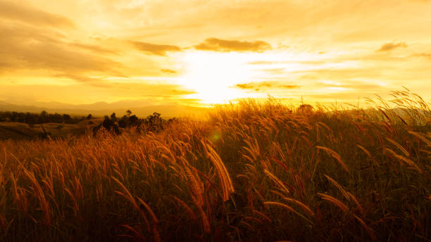 istock Foxtail grasses at sunset, Setaria viridis, selective focus 899686626