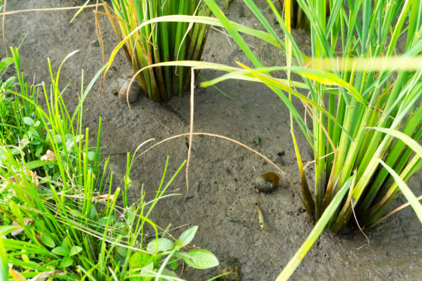 istock Trunk of rice plant 899686916