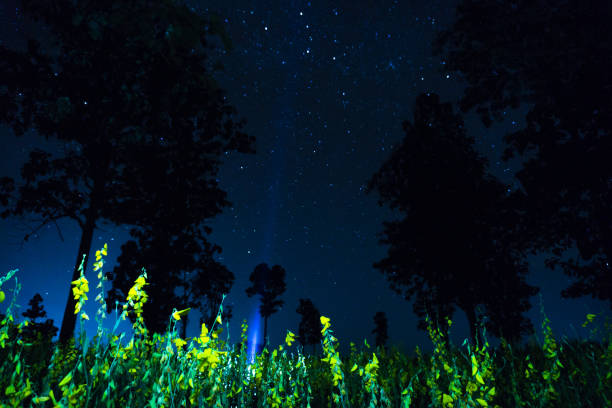 istock sunhemp flower at night with full sky 899687262