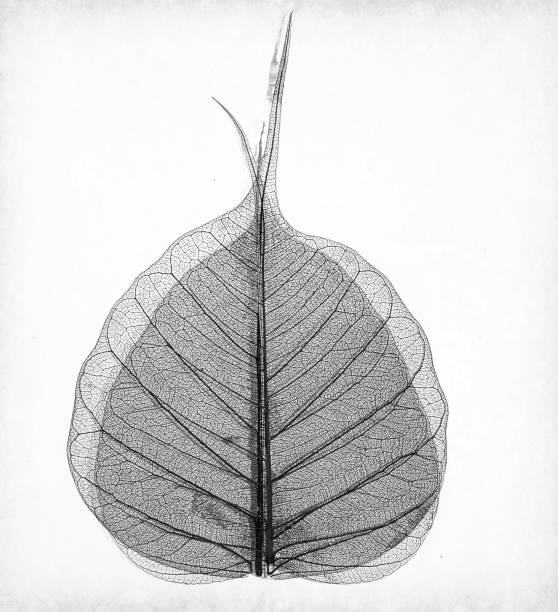 istock macro of an Asen tree leaf in monocrome 899687598
