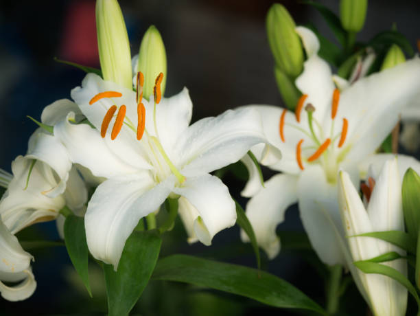 istock White Lily Flowers Blooming 899688476