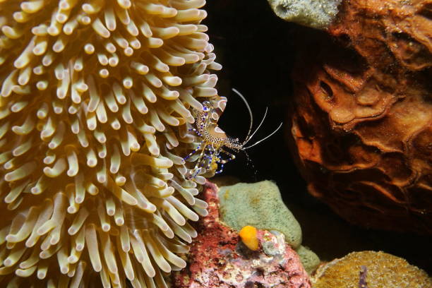 istock Spotted cleaner shrimp underwater Caribbean sea 899692614