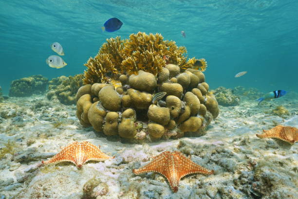 istock Starfish underwater reef fish and corals Mexico 899692640