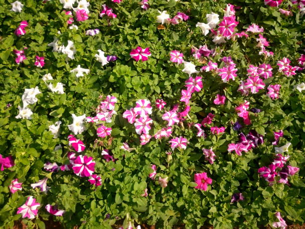 istock Flower blooming in garden 899693286