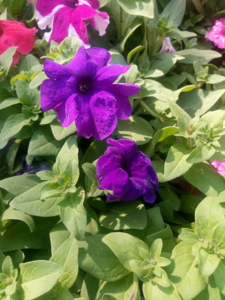 istock Flower blooming in garden 899695098