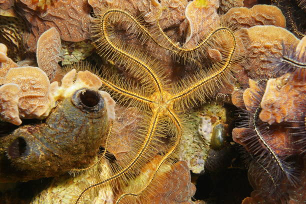 istock Suenson brittle star Ophiothrix suensoni 899695980
