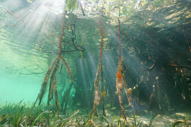 istock Sunlight through water surface and mangrove roots 899696456