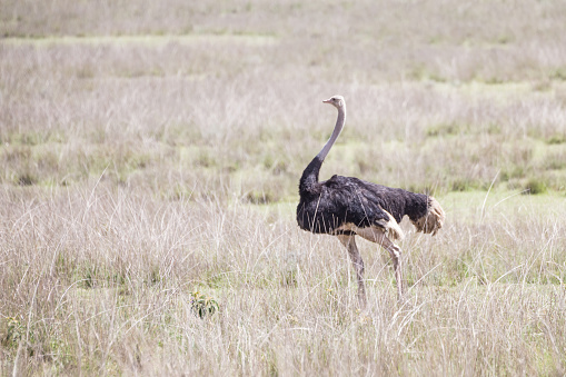 Wild ostrich shot in Ngorongoro wildlife reserve crater, Tanzania.