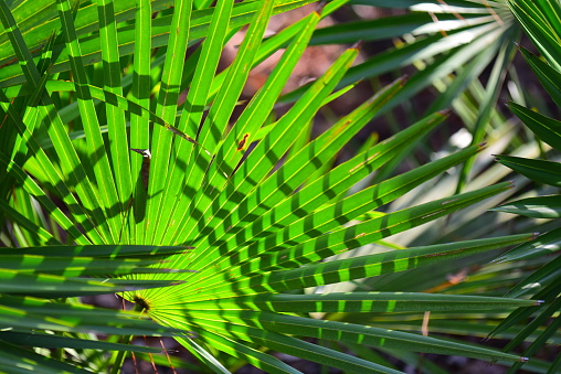 Brightly back lit saw palmetto frond with spreading fingers and squiggly shadows. Photo taken at O'Leno State Park in High Springs, Florida. Nikon D750 with 200mm macro lens.