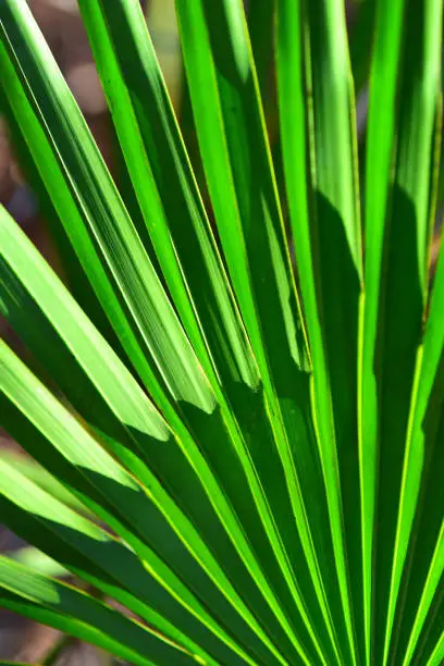 Evening light on wide open saw palmetto frond, casting shadows across the corrugated surface. Photo taken at O'Leno State Park in High Springs, Florida. Nikon D750 with 200mm macro lens.