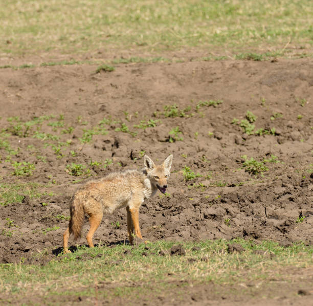 80+ Jackel Fotografías de stock, fotos e imágenes libres de derechos