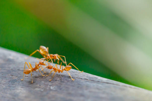 istock Ant standing on wooden floor 899701064