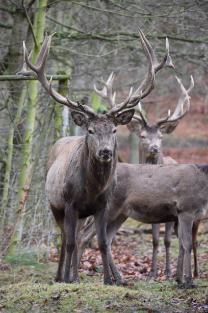 istock Closeup of two majestic stags in a forest in Germany 899701596