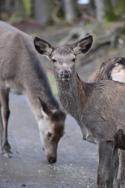 istock Closeup of young red deers in a forest in Germany 899701708