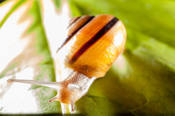istock Garden snail on a green leaf 899704114