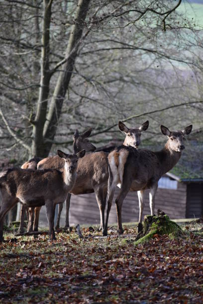 istock Red deer family in a forest in Germany 899704462