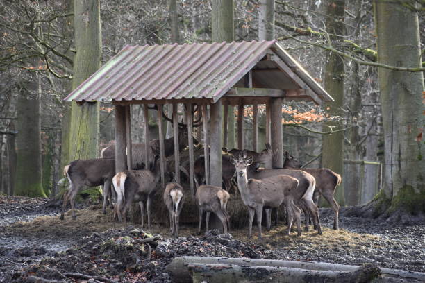 istock Red deer family eating in a forest in Germany 899704550