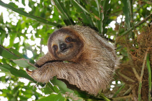 istock Three-toed sloth in the jungle wild animal 899704598