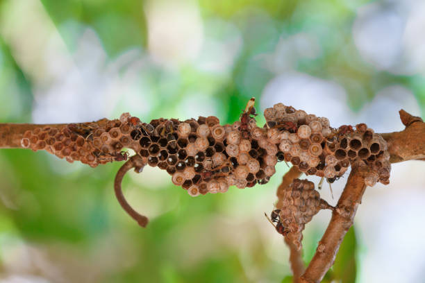 istock Wasp nest on branches closeup detail 899704618