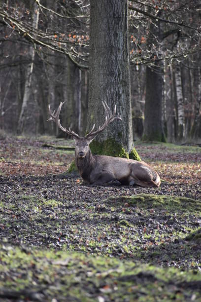 istock Closeup of a lying majestic brown stag 899704636