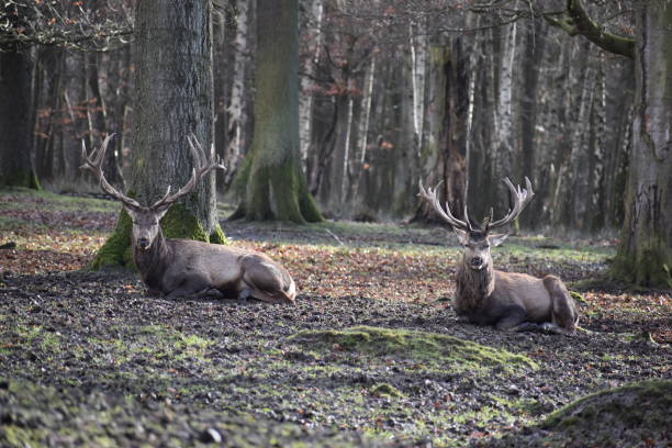 istock Closeup of two lying majestic brown stags 899704742