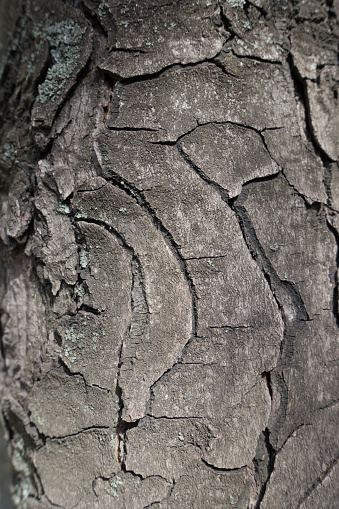 Curvilinear fissures on bark of hose chestnut