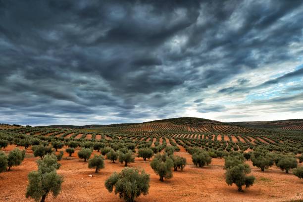 piantagione di ulivi - oliveto foto e immagini stock