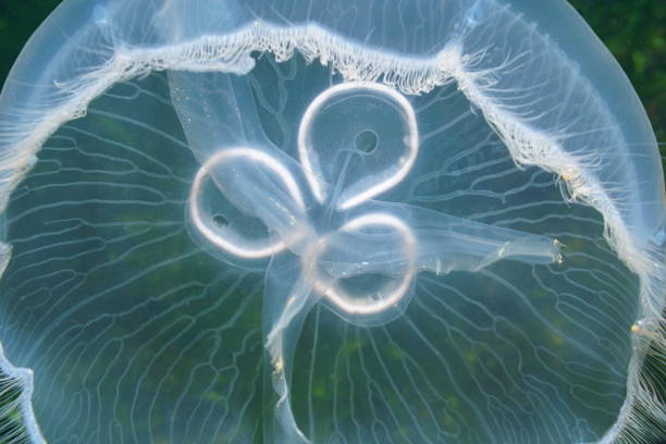 translucent underwater creature moon jellyfish - moon jellyfish jellyfish sea sea life imagens e fotografias de stock