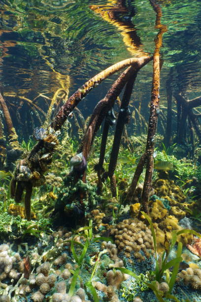 istock Tree roots of mangrove underwater with marine life 899707722