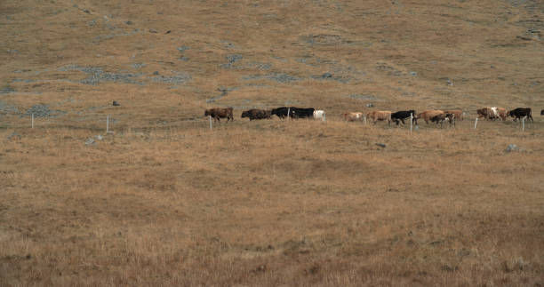 istock Scenic Iceland, cows walking on a grassy hill. 899708316