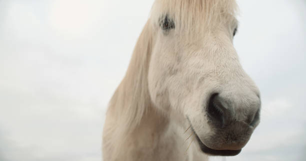 istock Horses in the mountains in Iceland. 899708348