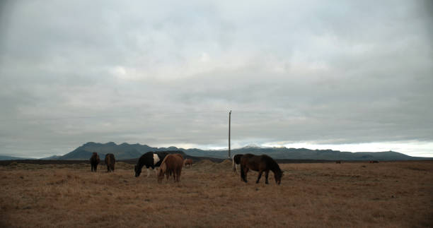 istock Horses in the mountains in Iceland. 899708392